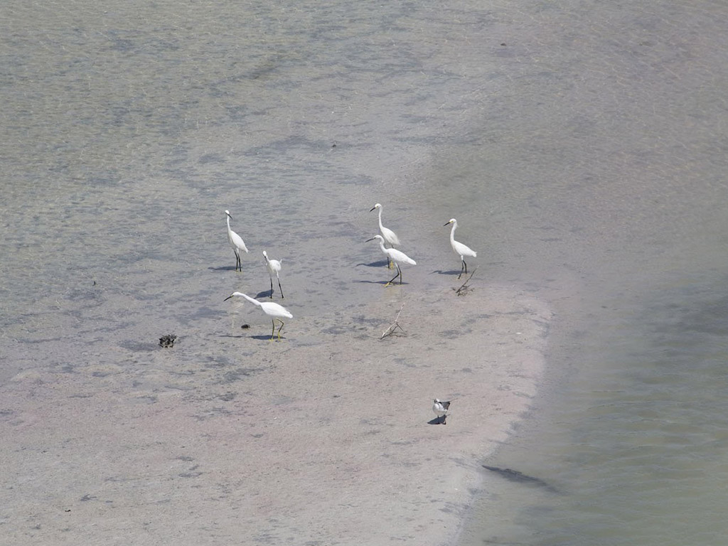 Birds in the estuary.  Taken from the balcony.