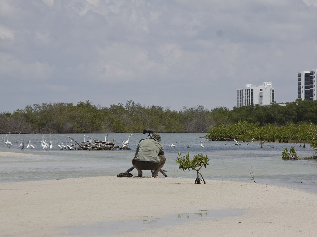 Photographer taking pictures of birds in the estuary in front of our home.