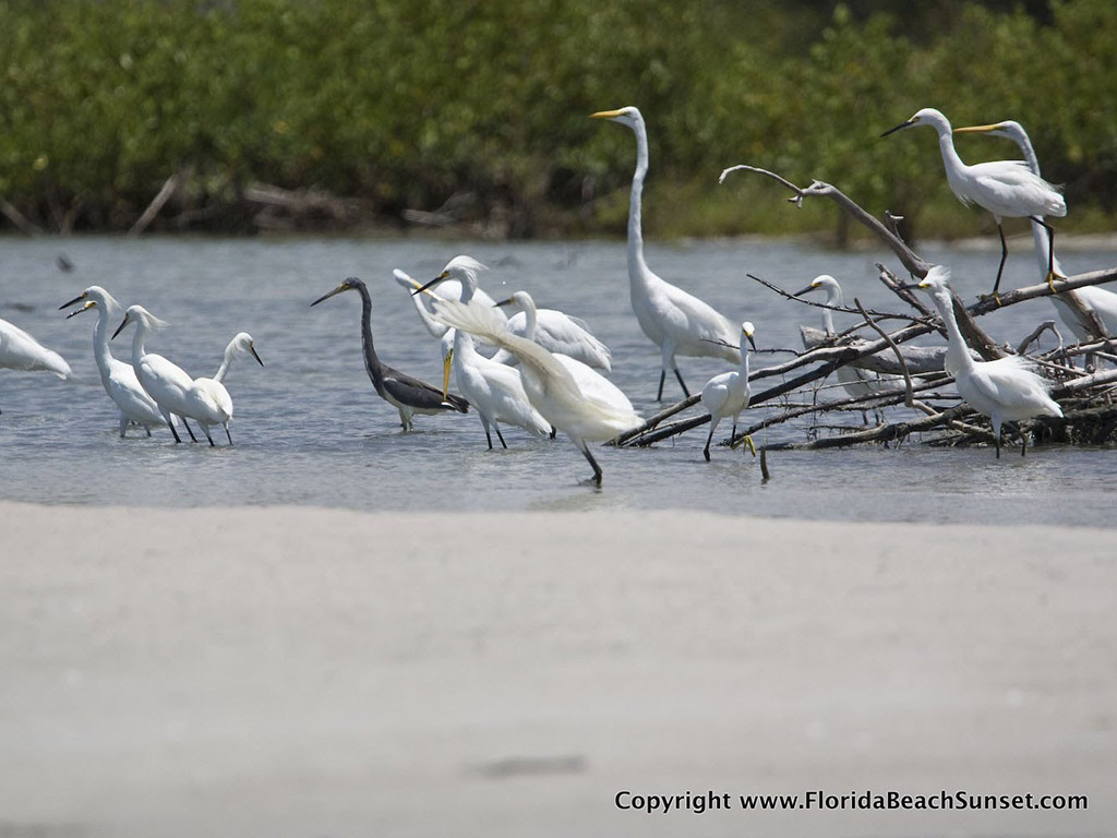 Birds in the Estuary