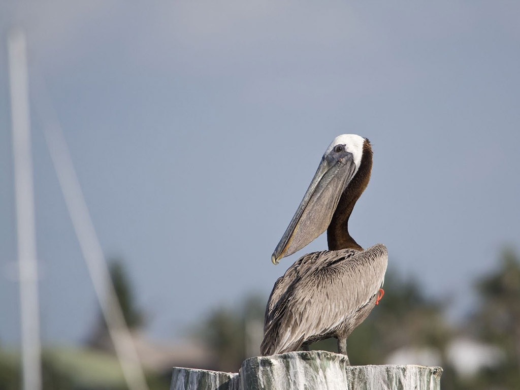 Pelican, taking a load off