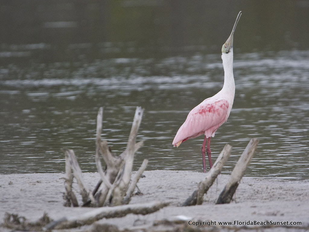 Bird in the Estuary
