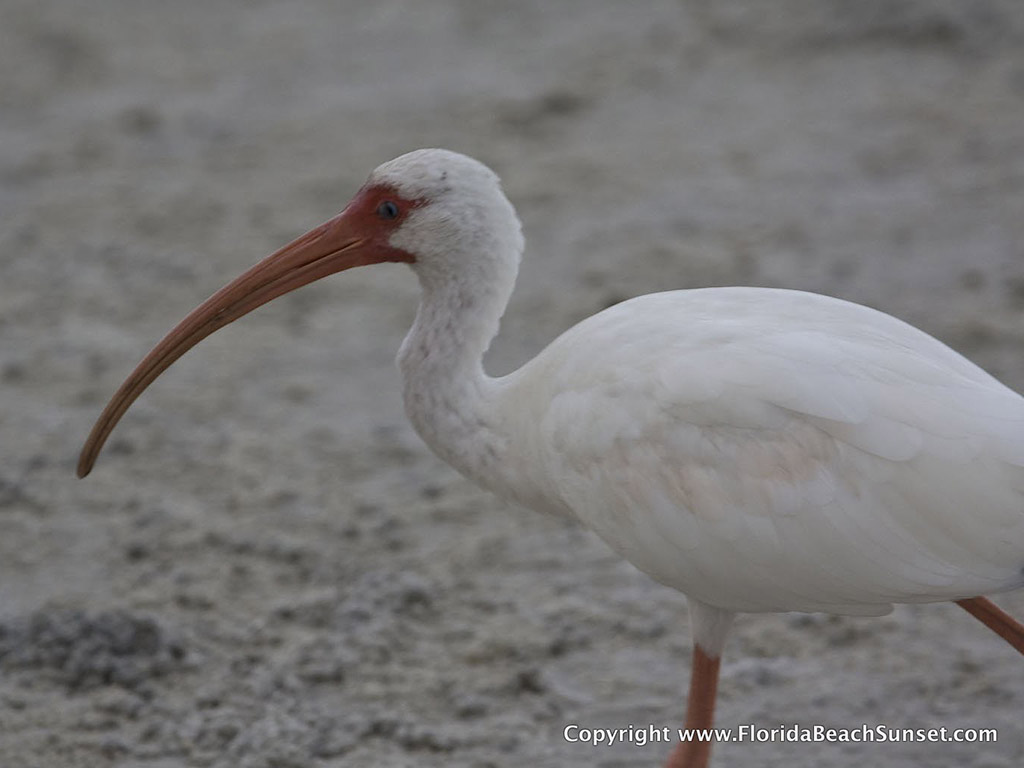 Bird in the Estuary